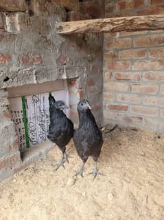 Ayam cemani pair