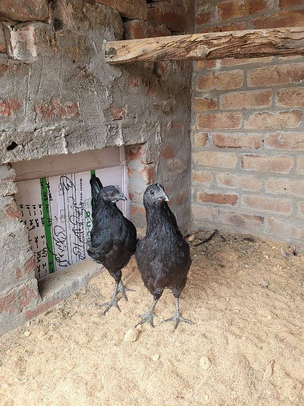 Ayam cemani pair 0