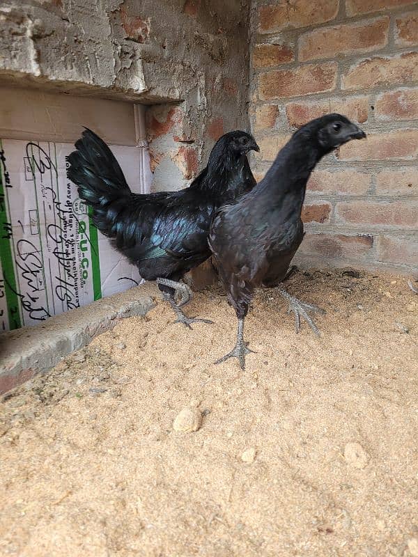 Ayam cemani pair 1