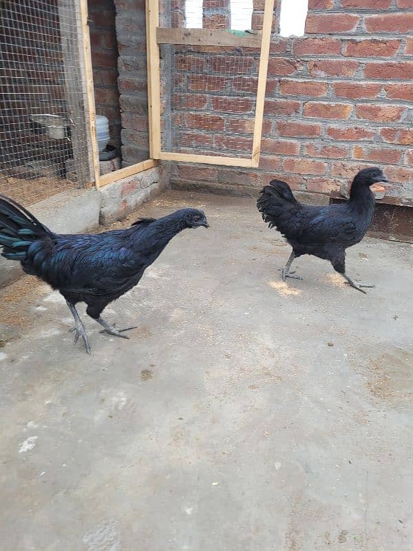 Ayam cemani pair 4