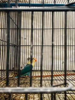 1 breedar pair and parblue single female with 2 portion cage