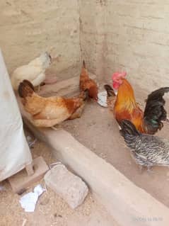 Egg laying hens for sale