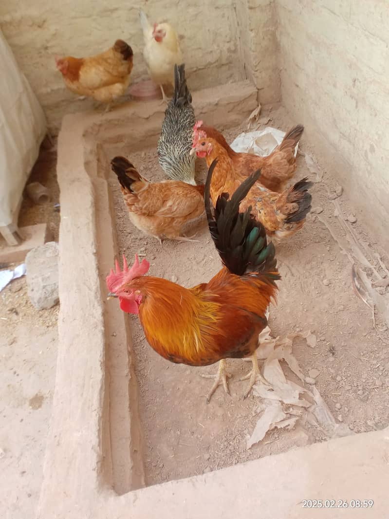 Egg laying hens for sale 1