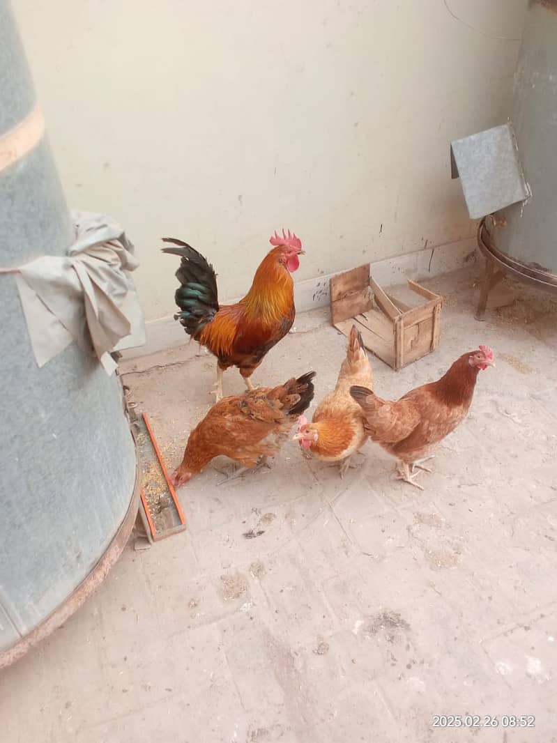 Egg laying hens for sale 2