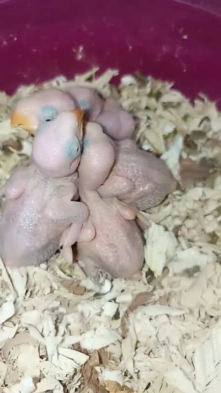 GREEN RINGNECK PARROT 3 CHICKS FOR SALE. 1