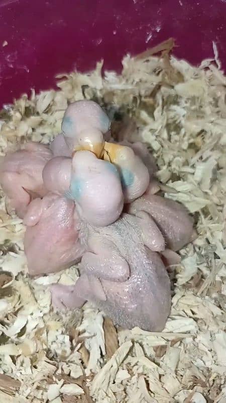 GREEN RINGNECK PARROT 3 CHICKS FOR SALE. 5