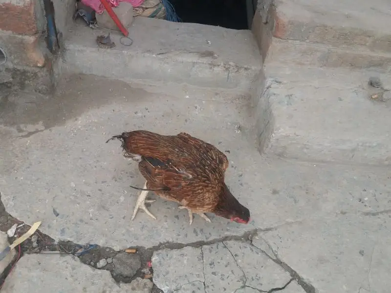 aseel murgi — photo 7