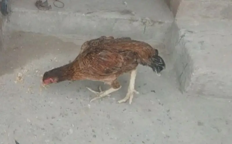 aseel murgi — photo 10