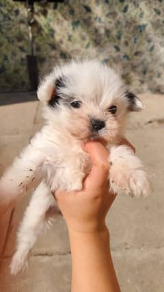 Shihtzu for sale