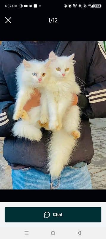 Persian cat My WhatsApp 03015880301 0