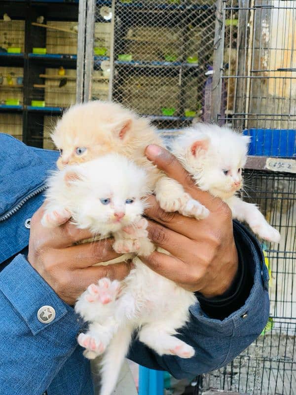 Persian cat My WhatsApp 03015880301 6