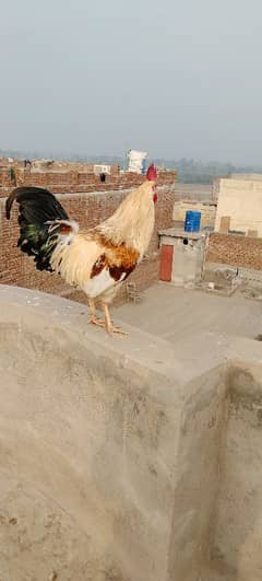 Desi Golden misrii Murga For sale