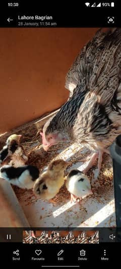 Cheena Aseel | Cheena Aseel Chicks For Sale