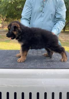 German shepherd females available for farm house's