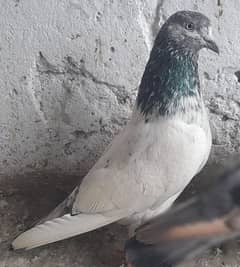 pigeon