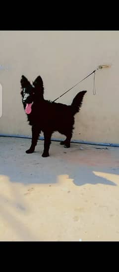 GSD Black  long coat Female for sale