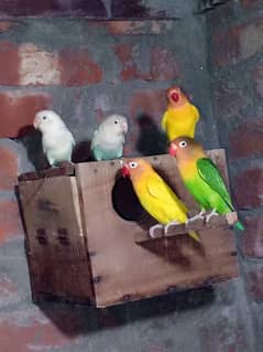 0327-0277654/parrot/cage/love