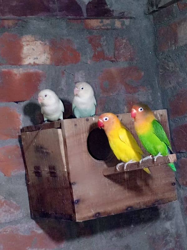 0327-0277654/parrot/cage/love bird/cocktail/albino/lutino/Fisher/par b 2