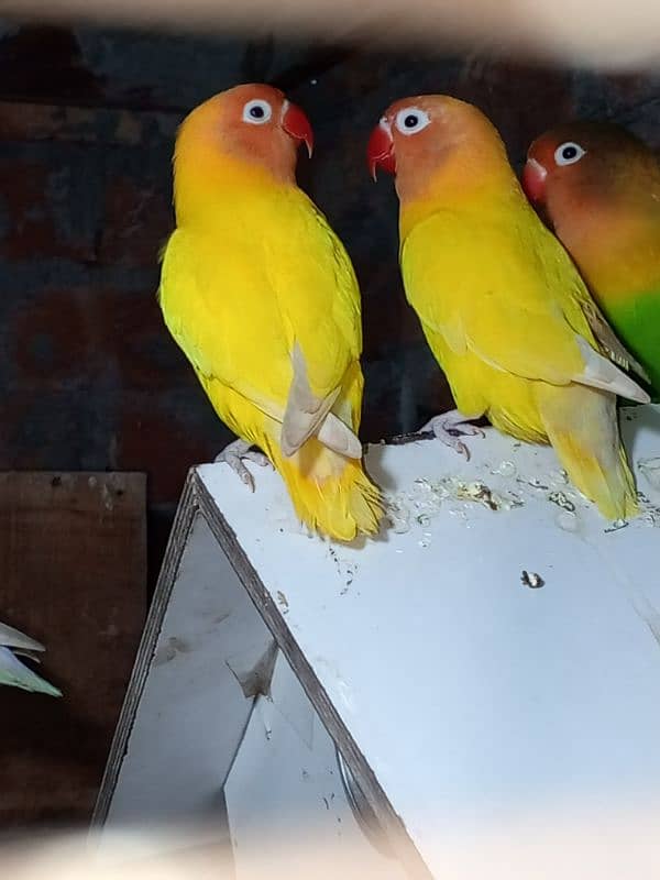 0327-0277654/parrot/cage/love bird/cocktail/albino/lutino/Fisher/par b 5