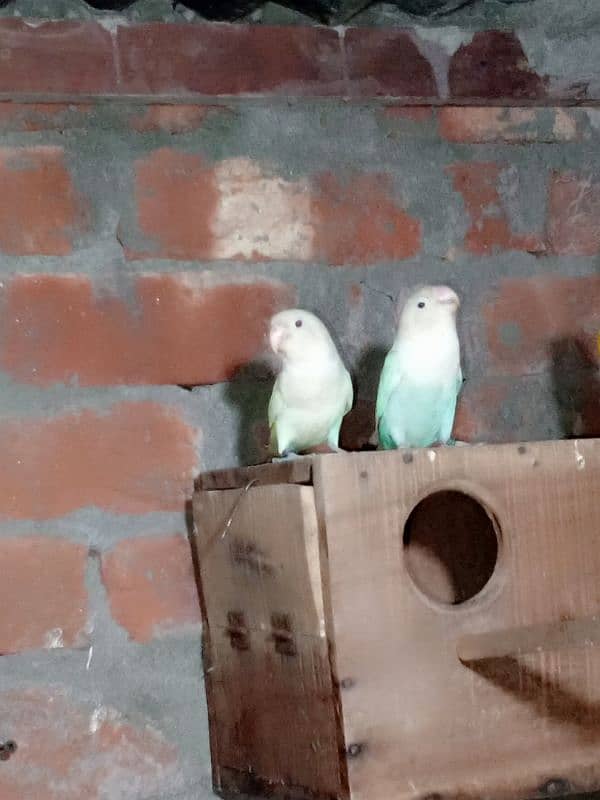 0327-0277654/parrot/cage/love bird/cocktail/albino/lutino/Fisher/par b 6