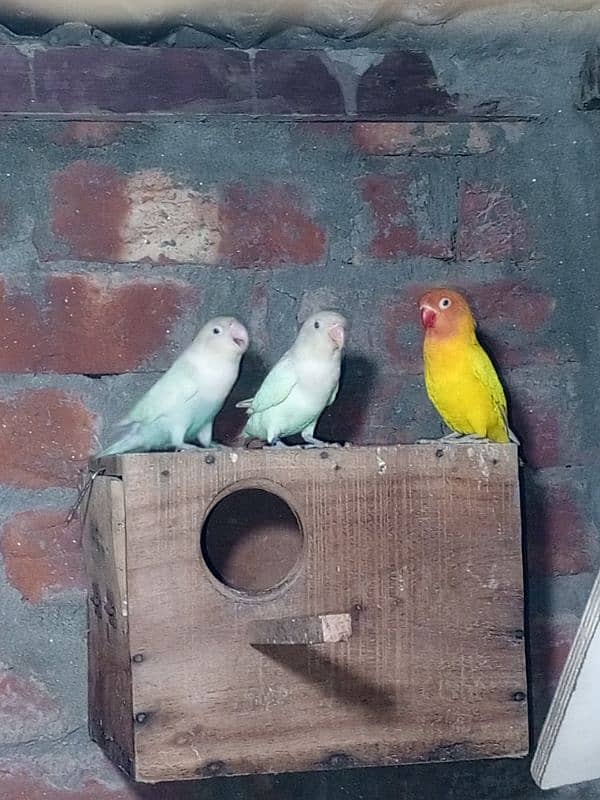 0327-0277654/parrot/cage/love bird/cocktail/albino/lutino/Fisher/par b 9