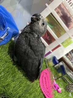 Hand tamed chick of african grey