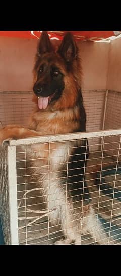 Huge Size German Shepherd Female Puppy