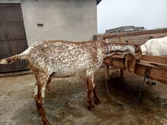 Bakri for sale