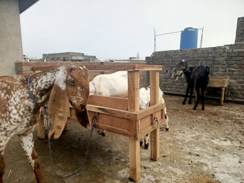 Bakri for sale 1