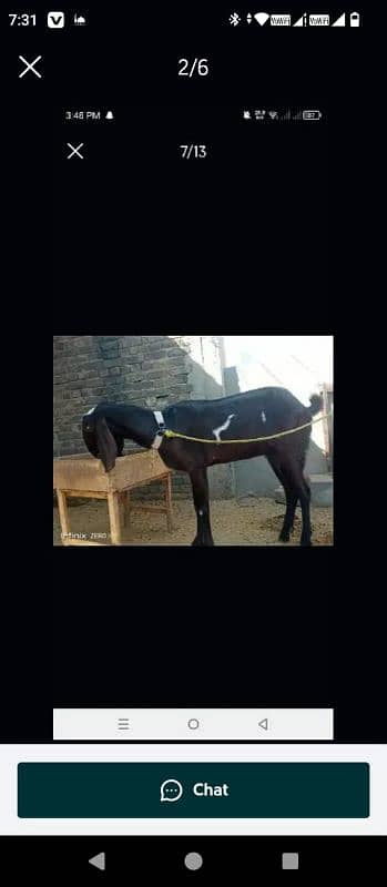 Bakri for sale 5