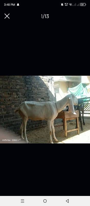 Bakri for sale 6