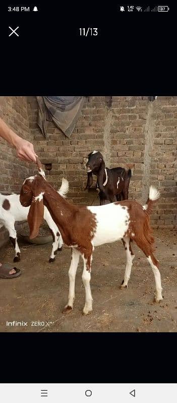 Bakri for sale 8