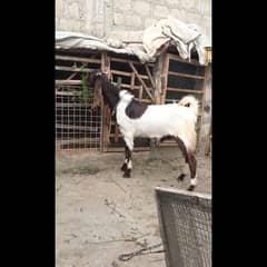 Tapra Bakra For Sale