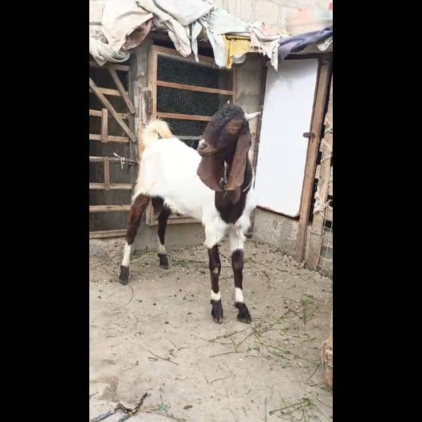 Tapra Bakra For Sale 2