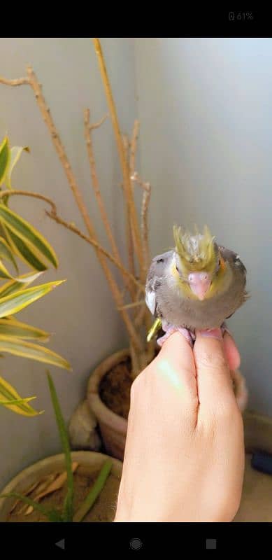 HAND TAME COCKATIEL CHICK 0