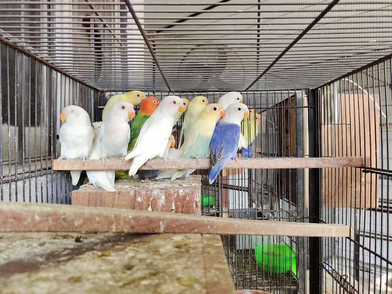 Birds Cages For Sale 4