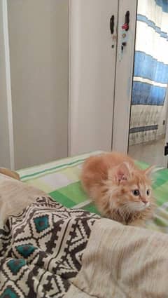 Selling Semi Persian Female Cat