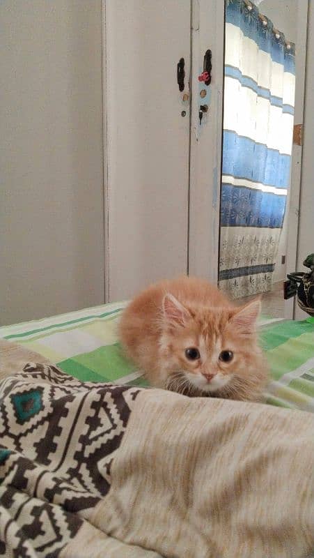 Selling Semi Persian Female Cat 1