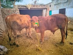 2 BULLS Sahiwal FOR SALE