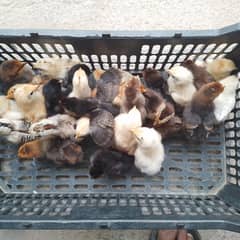 Golden Misri chickis Available