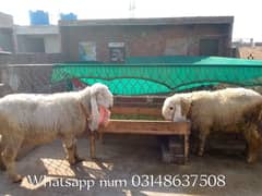 kajla /chahtra / bakra | ghabban | Breader | بکرا | Sheep /sheep pair