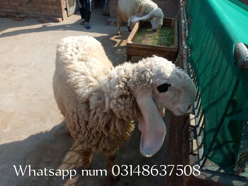 kajla /chahtra / bakra | ghabban | Breader | بکرا | Sheep /sheep pair 1