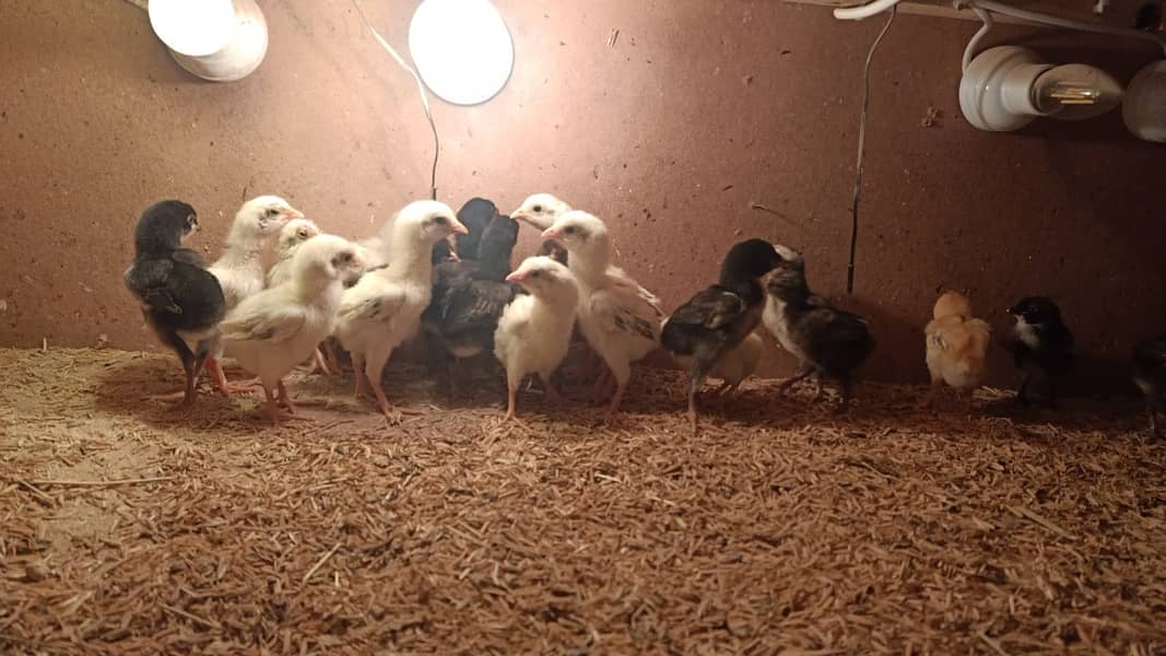 High Quality Aseel Chicks of Mianwali & Mushka, Fertile Eggs 0