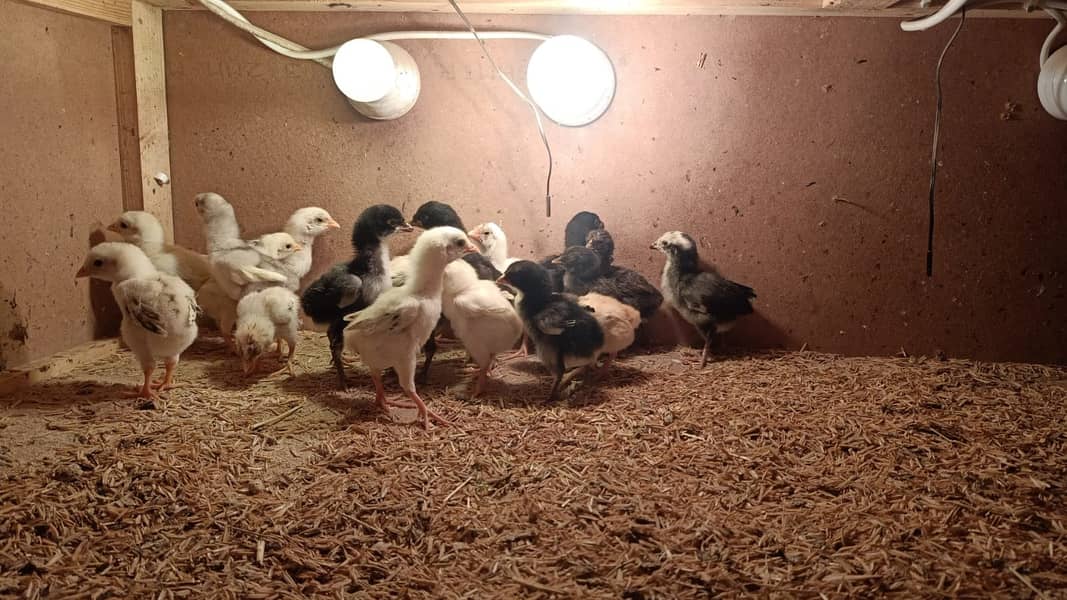 High Quality Aseel Chicks of Mianwali & Mushka, Fertile Eggs 1