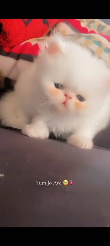 Persian cat for sale male or female my WhatsApp 0325=24=52=848 2