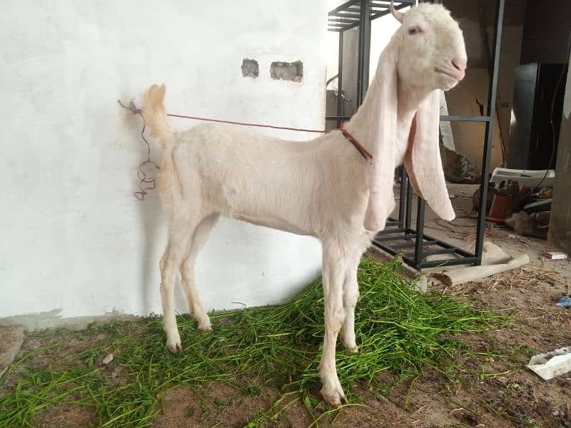 Gulabi Female Goat (Bakri) for Sale 0