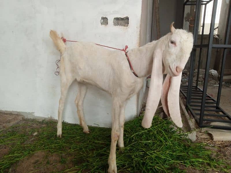 Gulabi Female Goat (Bakri) for Sale 1