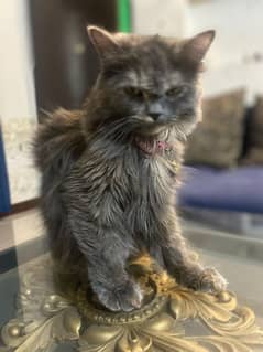 Pure Grey Triple coated Persian Female Cat