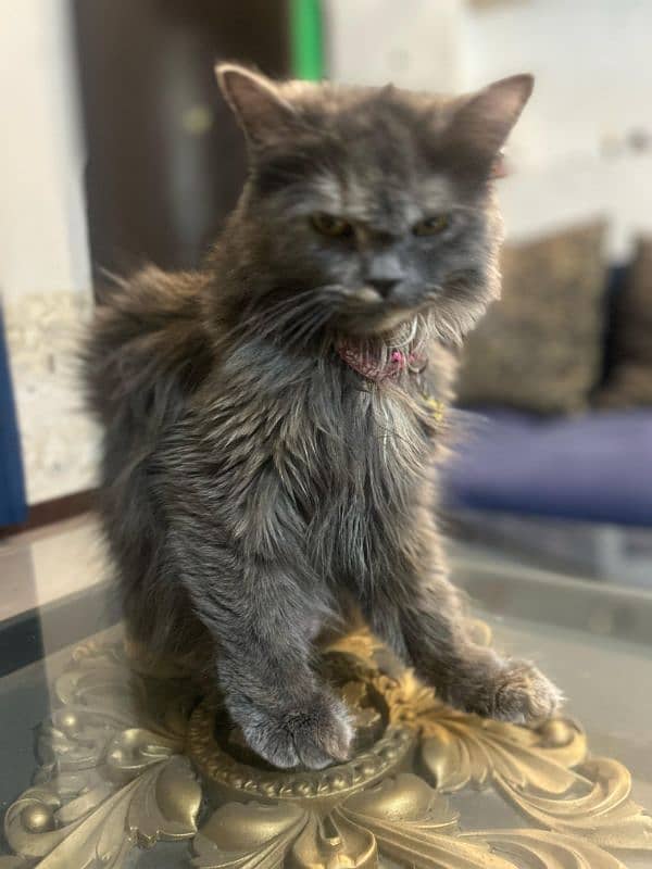 Pure Grey Triple coated Persian Female Cat 0