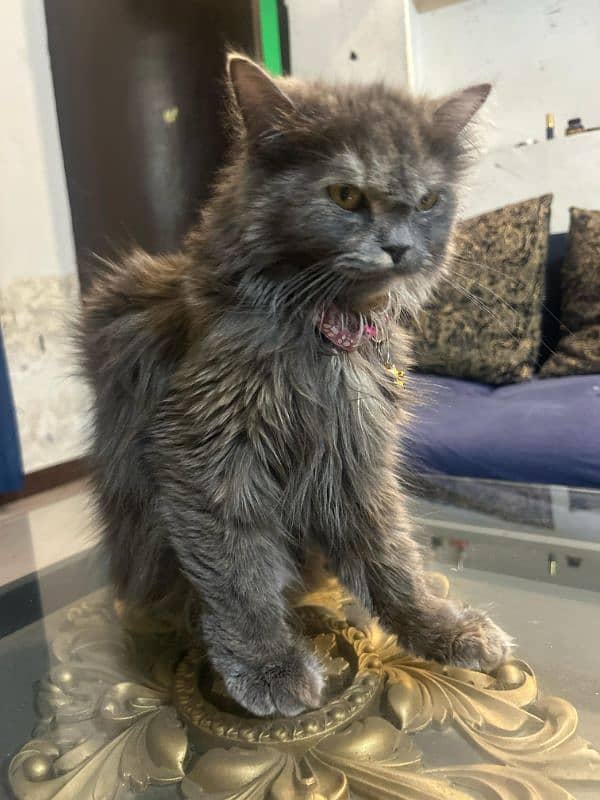 Pure Grey Triple coated Persian Female Cat 1